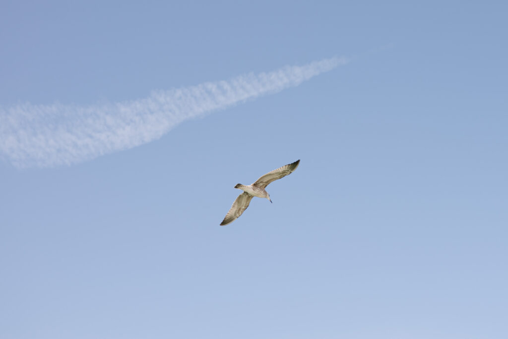 ajurweda oczyszczanie, naturoterapia, detoksykacja ciała, zdrowie naturalne, ajurwedyjska dieta